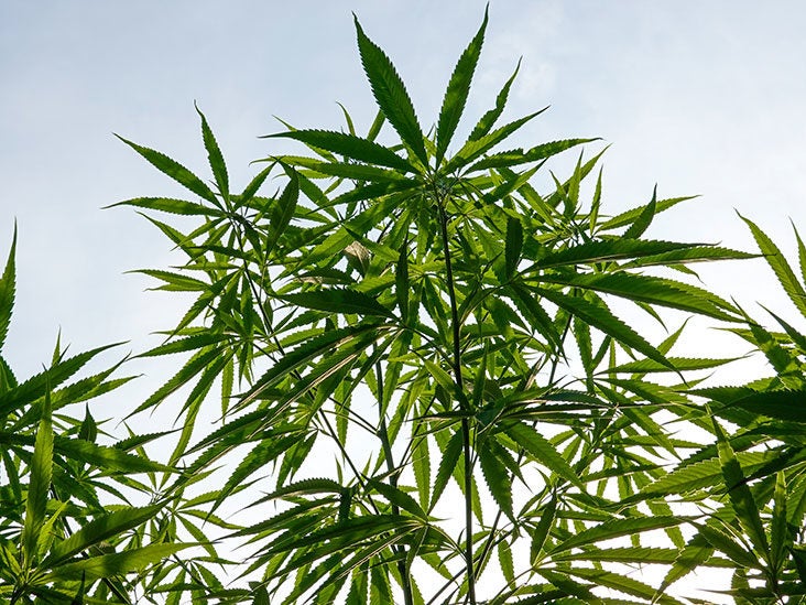 Understanding Hybrid Cannabis Strains