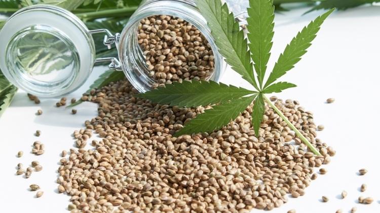 Where to Buy Quantum Kush Cannabis Seeds